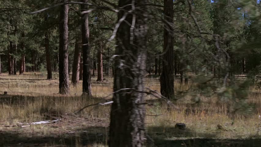 A serene forest in Pagosa Springs, Colorado, with pine trees and golden grass outdoors