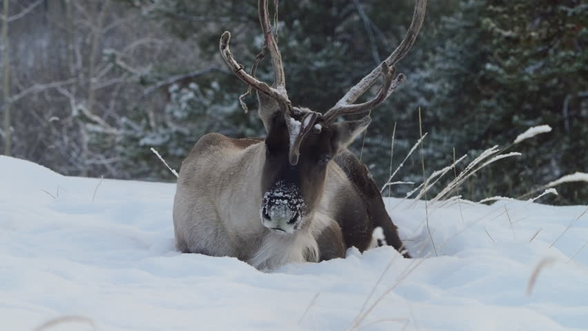 A large woodland caribou rests quietly amid deep winter snow in the Yukon Territory. This serene portrait highlights North American wildlife enduring the cold, snowy landscape.