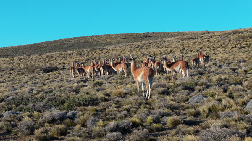 Herd of Guanacos Grazing in the Rugged Patagonian Landscape. Wildlife and Nature conservation.