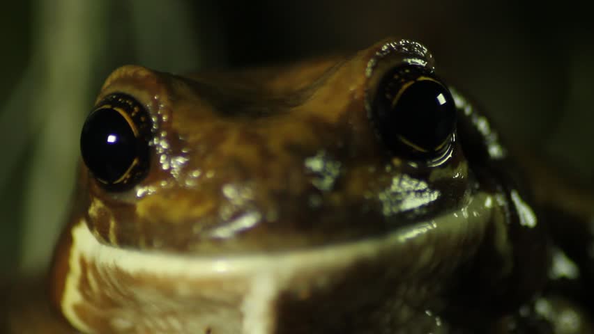The veined tree frog (Trachycephalus typhonius), or common milk frog, is a species of frog