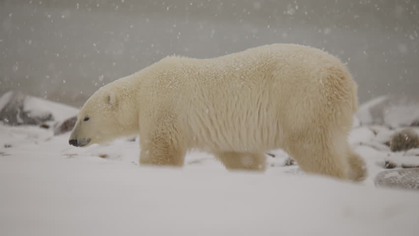 Polar bear in the Canadian Arctic walking along the Tundra waiting for the ice to freeze