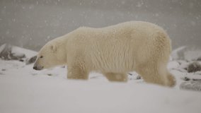 Polar bear in the Canadian Arctic walking along the Tundra waiting for the ice to freeze - Powered by Shutterstock - Get 15% off with code: PIKWIZARD15
