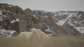 Polar bear in the Canadian Arctic walking along the Tundra waiting for the ice to freeze - Powered by Shutterstock - Get 15% off with code: PIKWIZARD15