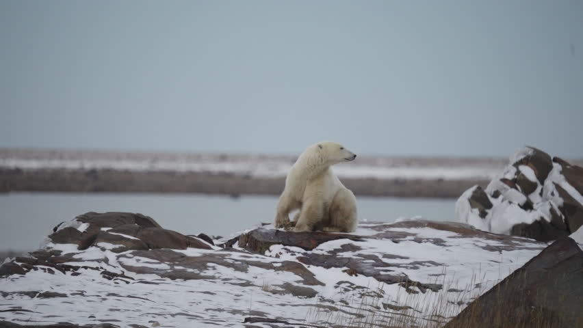 Polar bear in the Canadian Arctic walking along the Tundra waiting for the ice to freeze