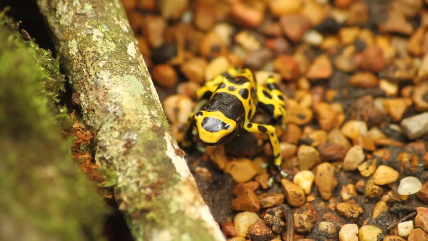 The yellow-banded poison dart frog (Dendrobates leucomelas), also known as yellow-headed poison dart frog or bumblebee poison frog, is a poison dart frog