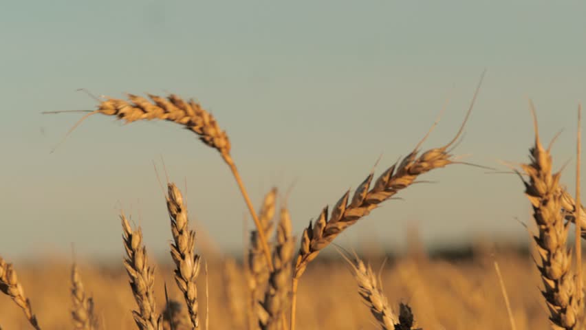 Shutterstock Video