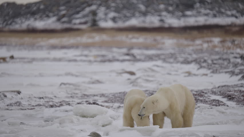 Polar bear in the Canadian Arctic walking along the Tundra waiting for the ice to freeze