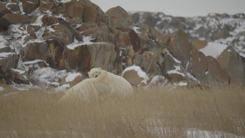 Polar bear in the Canadian Arctic walking along the Tundra waiting for the ice to freeze