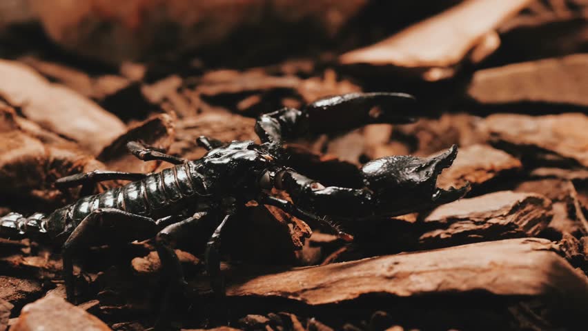 Scorpion Stride: The Silent Hunter in Motion