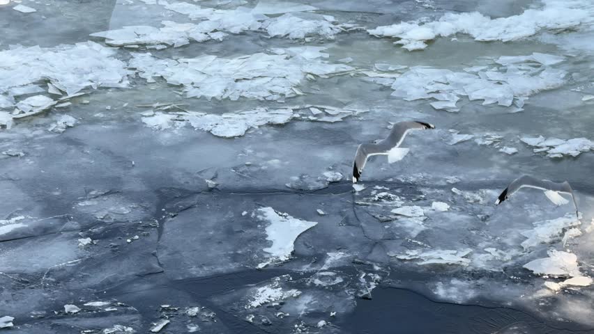 Seagulls fly over a frozen river with ice floes in winter.