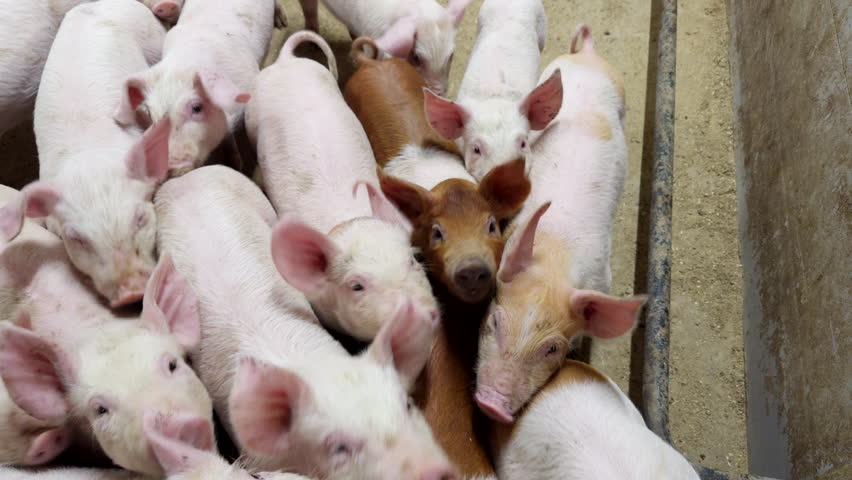 Litter Of Piglets In A Pigpen - close-up shot