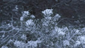 Close up or closeup footage of a pine branch covered in thick white and fluffy snow during a winter cloudy day while footage spins around it slowly. Pine needles are green and forest in the background - Powered by Shutterstock - Get 15% off with code: PIKWIZARD15