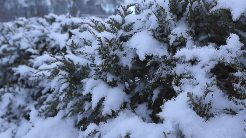 Close up footage of evergreen bushes or shrubs covered in thick white snow during winter time in a park or a forest at cloudy day. Camera footage glides and moves besides the bush revealing more of it