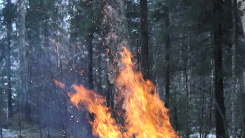 Huge orange and vibrant flames from fire moving around in slow motion creating smoke and embers in a winter forest that is covered in white snow. Large and dense forest with pine trees and birch trees