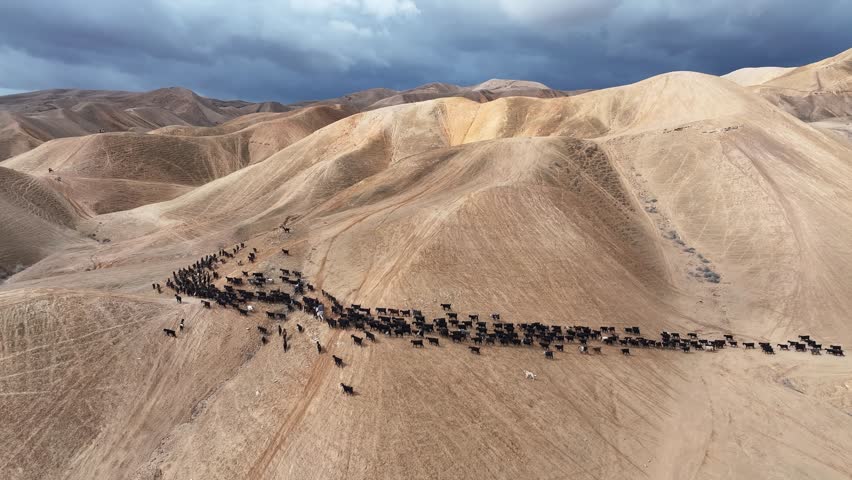 Goat Herd in Nahal Og, Judean Desert

A breathtaking aerial view of a goat herd moving through the rugged hills of Nahal Og in the Judean Desert, under dramatic storm clouds, 2025

