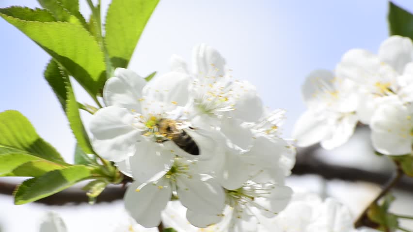 honey bees collect flower nectar in spring, shallow field of depth background