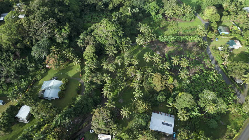 Aerial tilt up along stream crossing tropical plantations as birds soar in sky at early morning in Cook Islands Rarotonga