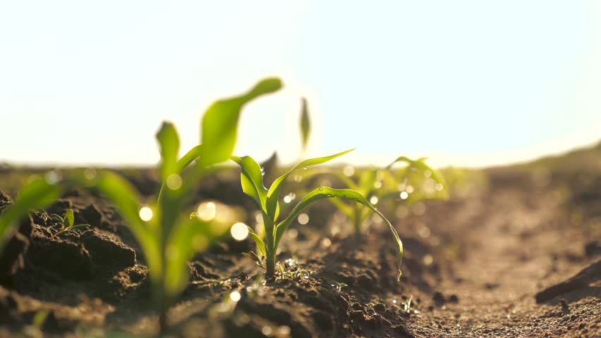 Small corn sprouts on plantation in morning in sun, on stems of dew drops. Corn seedlings grows from seeds from ground in field spring. Growing corn. Agricultural business. Fertile soil, olericulture