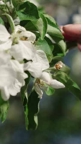 Girls hand gently touches beautiful white flowers. Spring nature, bloom. Hand beautifully touches flowers of apple tree on branches. Cinematic shot of white spring flowers in garden by female hand.