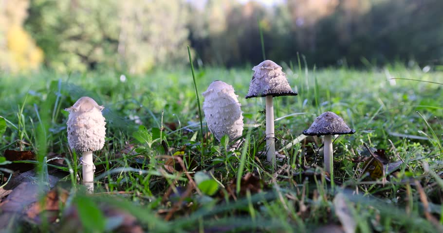 mushrooms growing in the grass near the forest, a group of mushrooms dangerous to health, inedible mushrooms similar to edible
