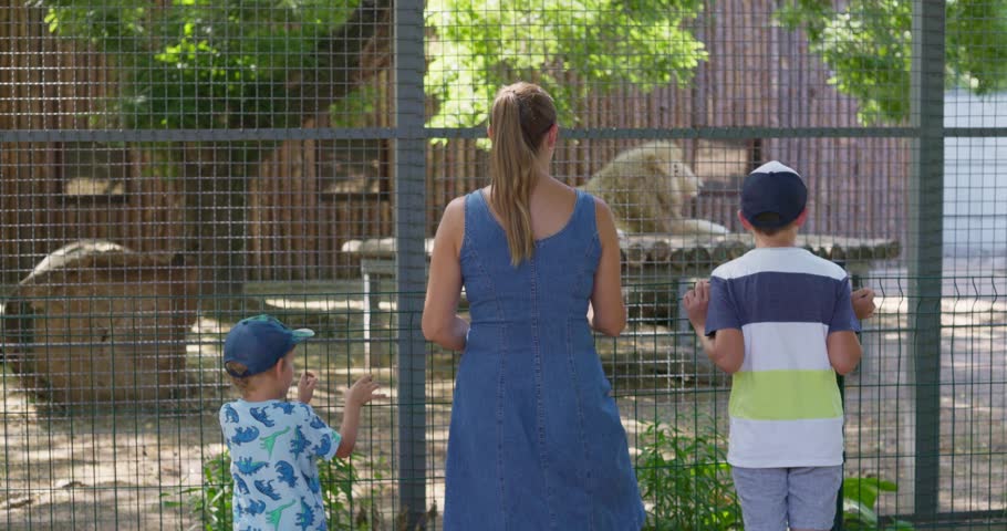 Family Watching Lion at Zoo Enclosure 