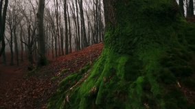 Close-up of a moss-covered tree trunk set against a foggy forest backdrop with scattered autumn leaves. The scene captures the serene and damp environment of a woodland in autumn. - Powered by Shutterstock - Get 15% off with code: PIKWIZARD15