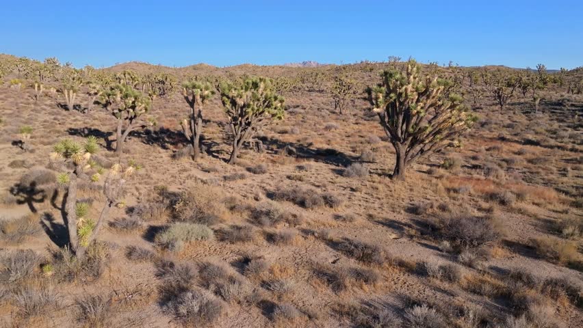 Yucca Trees Joshua Tree National Park California aerial drone San Fernando County Mojave Colorado desert landscape Kelso Pinto Basin Dunes blue sky sunny afternoon forward pan up motion