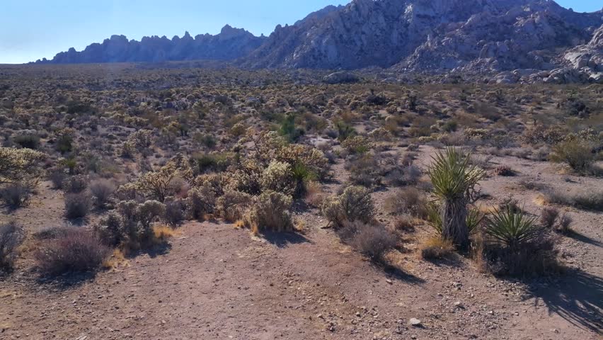 Yucca Trees Joshua Tree National Park California aerial drone San Fernando County Mojave Colorado desert landscape rock formation Kelso Pinto Basin Dunes blue sky sunny afternoon forward pan up
