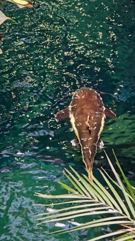footage of a catfish, a waterfall, a pond with lush green trees and plants at the Dallas World Aquarium in Dallas Texas USA