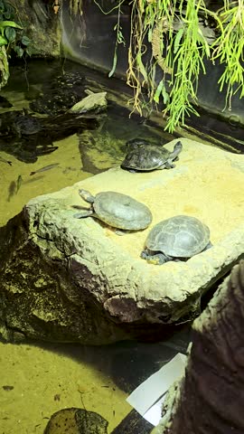 footage of turtles and fish in a reptile pit with lush green trees at the Dallas World Aquarium in Dallas Texas USA