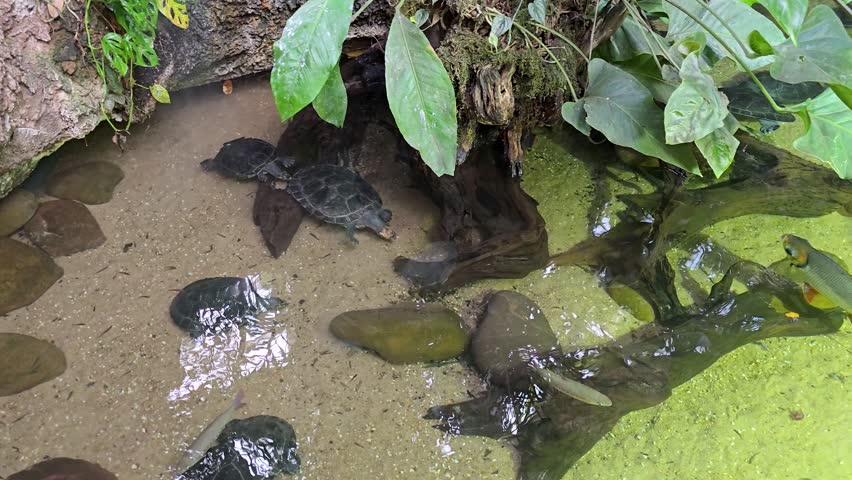 footage of turtles and fish in a reptile pit with lush green trees at the Dallas World Aquarium in Dallas Texas USA