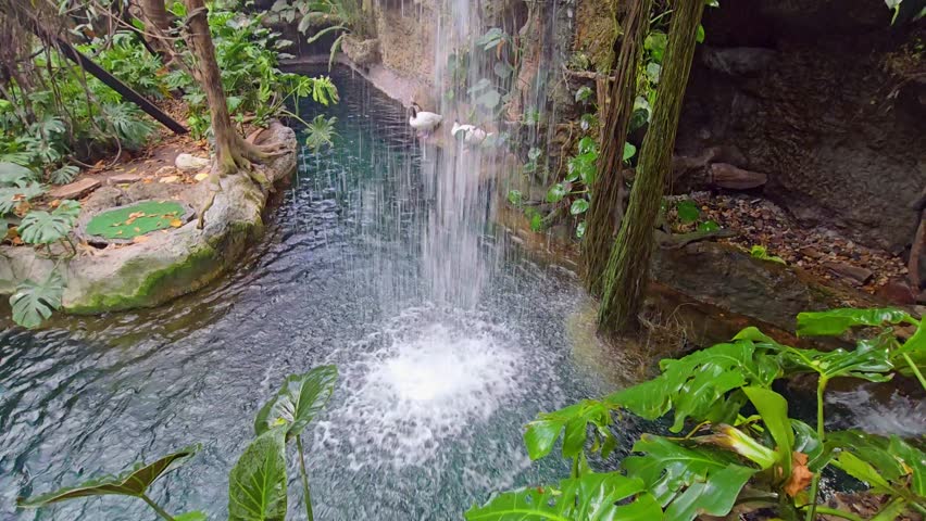 footage of a lake with a waterfall surrounded by lush green trees and plants at the Dallas World Aquarium in Dallas Texas USA