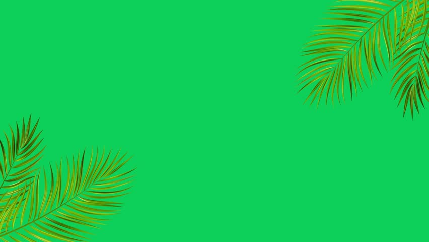 4K Stock video animated footage, green screen background, tropical tree branch, leaves moving in wind. 2d Seamless loop animation, Isolated Palm leafs, realistic plant, swaying leaf
