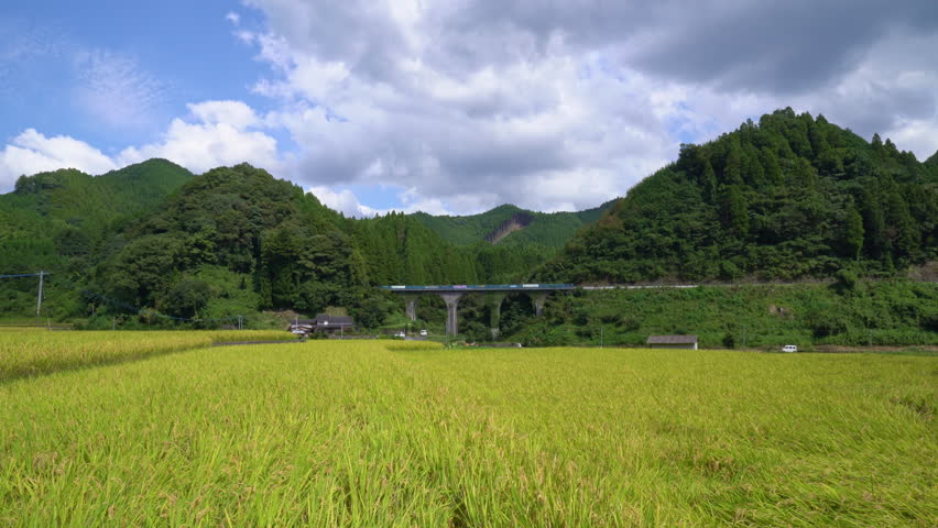 Paddy fields are in rural area in Fukuoka prefecture, JAPAN. Without sounds