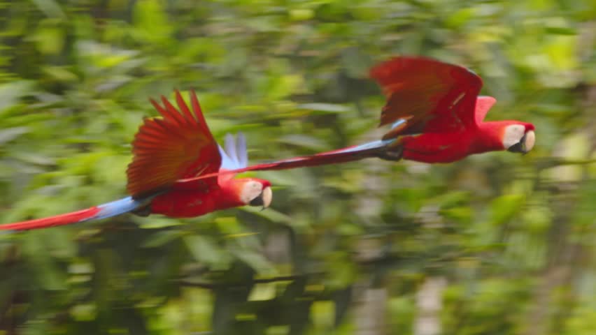 Colorful Scarlet Macaw duo flying freely over the Peruvian jungle, captured in mesmerizing slow motion as they land into a tree