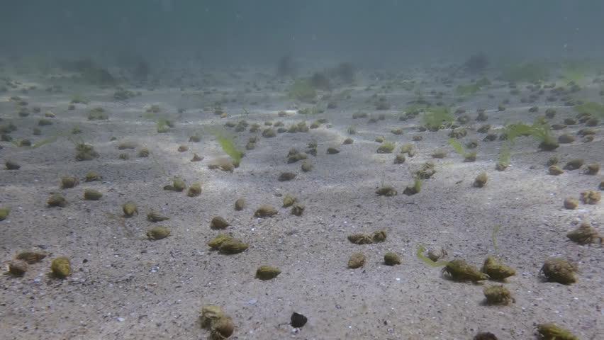 Time lapse, a large number of hermit crabs Diogenes running across the sand seabed in sun glare, them leaving tracks in the sand. Active life of sandy seabed in shallow water