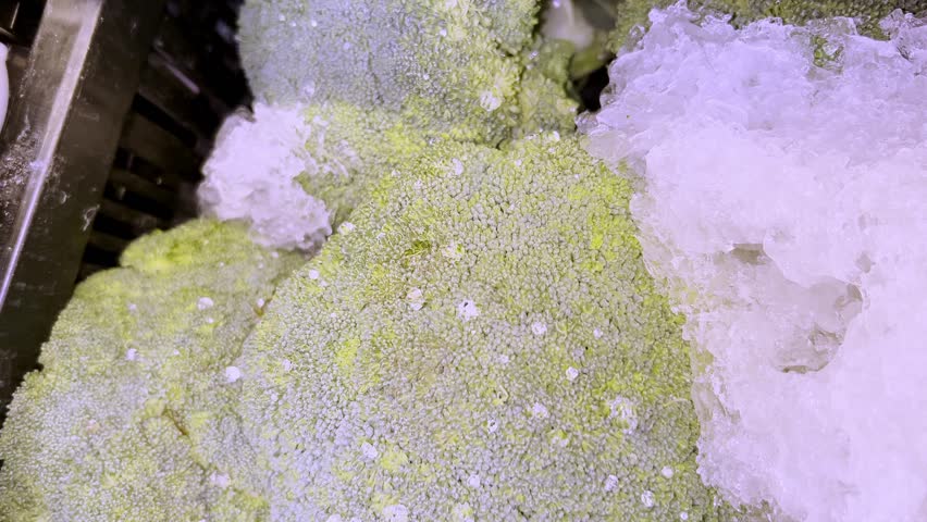 Fresh broccoli heads are chilling on ice in a supermarket display case, ready for purchase, offering a healthy and vibrant green vegetable option