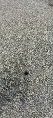 A small crab scurries into a sand hole on the beach.