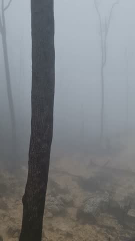 A very foggy camping or trail running area in Kawah Ratu. (Salak Mount).

Saturday, February 8, 2025