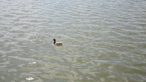 Duck Swimming at the Lake