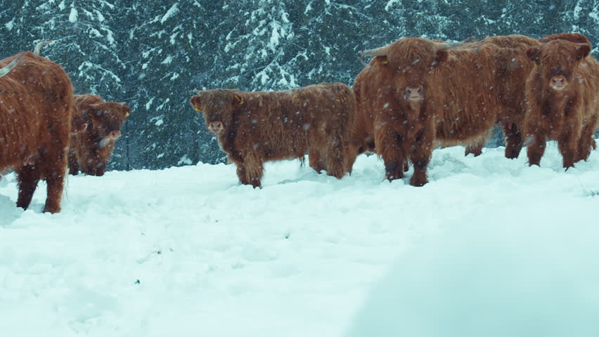 A herd of highland cattle stand in snow and stare directly into the camera. Moody winter snowy shot of domesticated farm animals. Wildlife in nature