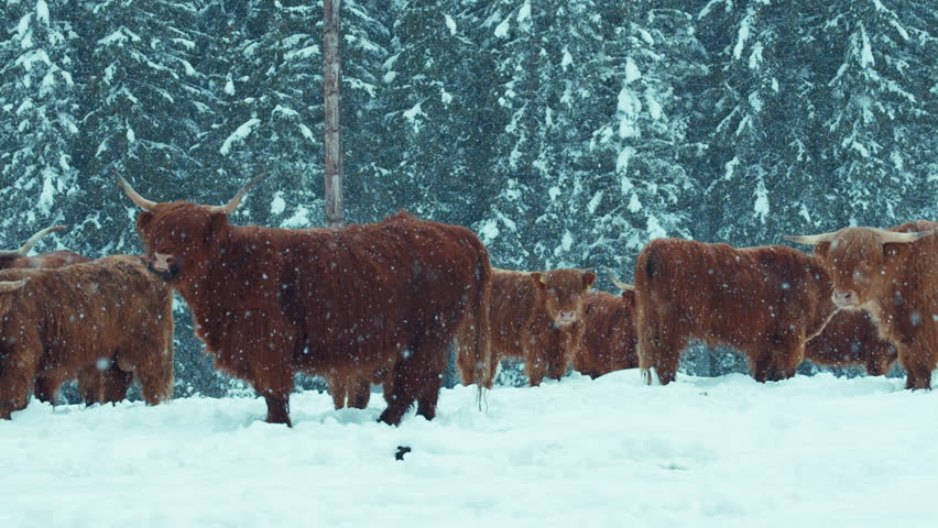 A herd of highland cattle stand in snow and stare directly into the camera. Moody winter snowy shot of domesticated farm animals. Wildlife in nature