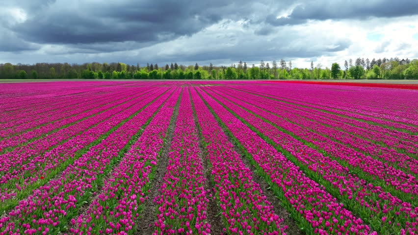 Tulip field aerial drone flying over beautiful colored tulip agriculture field in Flevoland Netherlands. Tulip fields color various areas in Holland during springtime.