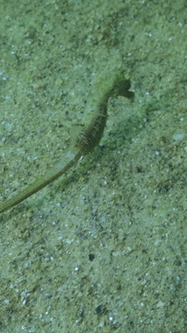 Vertical video, Top view of Long Snouted Seahorse (Hippocampus guttulatus) swimming close above sand seabed, Slow motion