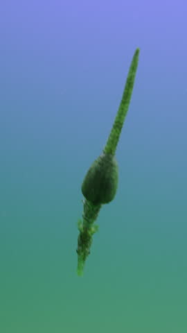 Vertical video, Bottom view of a pregnant male green seahorse swimming quickly down to the seabed, Slow motion, Follow shot, Long Snouted Seahorse (Hippocampus guttulatus)