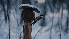 Great spotted woodpecker perching on wooden bird feeder, pecking seeds during snowy winter forest day, showcasing natural feeding behavior in cold woodland environment - Powered by Shutterstock - Get 15% off with code: PIKWIZARD15