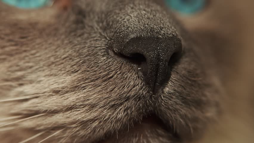A close-up of the wet black cat