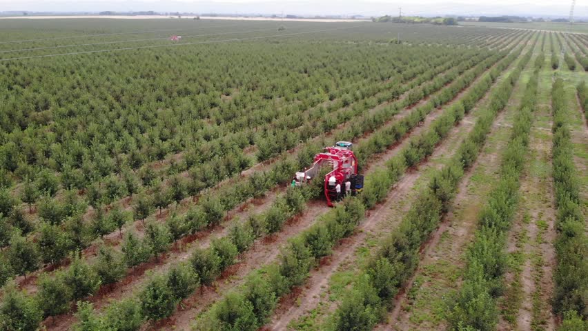 High-definition drone footage of a red cherry harvester in a perfectly aligned orchard, demonstrating large-scale fruit harvesting