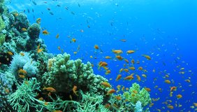 HD Video footage of Tropical Fish on an underwater coral reef