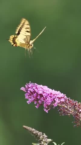 Close up view of Butterfly